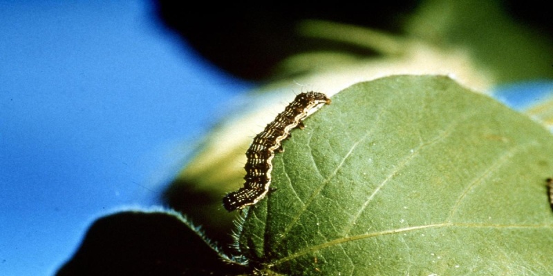 Mơ Thấy Sâu
