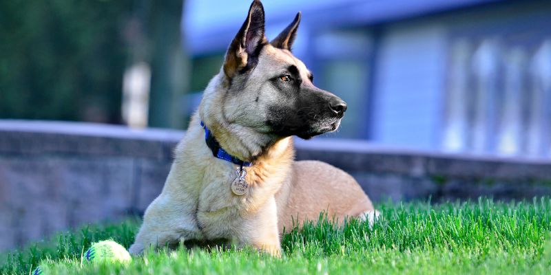 Chó Vào Nhà Đánh Con Gì