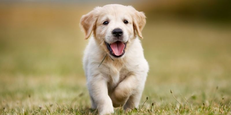 Giải mã loài chó đối với con người