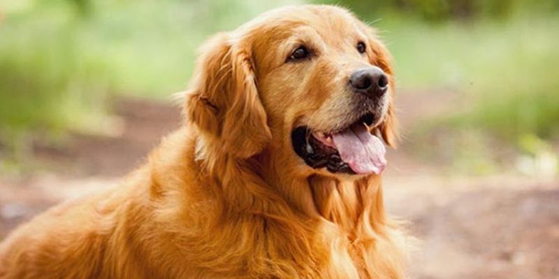 Mơ thấy chó đánh con gì để chốt lời hậu hĩnh?