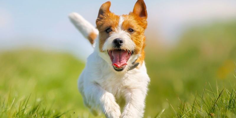 Mơ Thấy Chó Đánh Con Gì