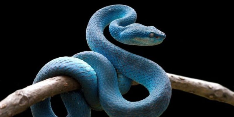 Mơ thấy rắn đánh con gì trong trường hợp phổ biến