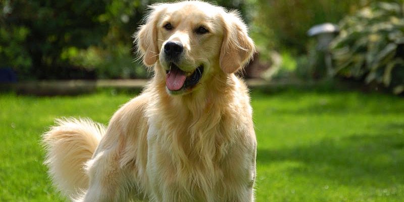 Vận may của chó khi đến nhà là như thế nào?