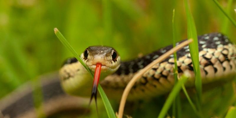 Ý nghĩa giấc mơ thấy rắn trong phong thủy