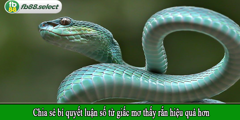 Chia sẻ bí quyết luận số từ giấc mơ thấy rắn hiệu quả hơn