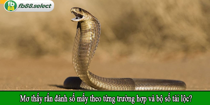 Mơ thấy rắn đánh số mấy theo từng trường hợp và bộ số tài lộc?