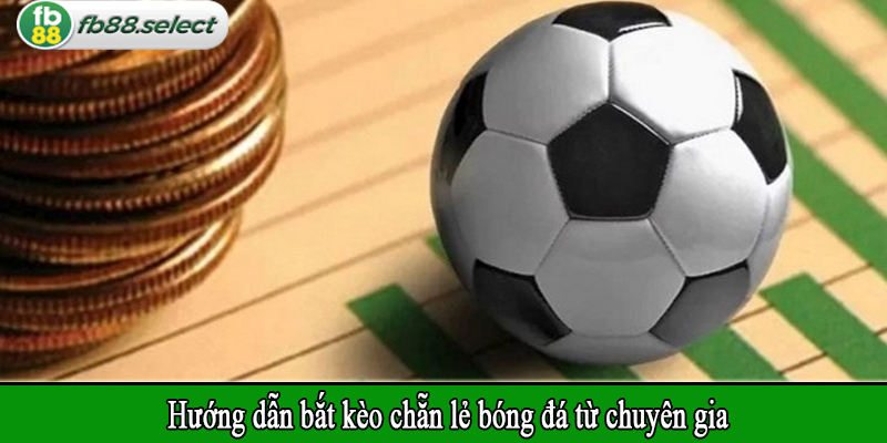 Hướng dẫn bắt kèo chẵn lẻ bóng đá từ chuyên gia